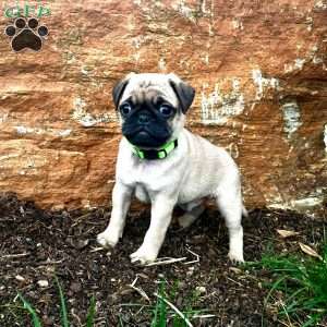Scooby, Pug Puppy