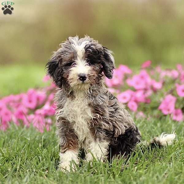 Archie, Sheepadoodle Puppy