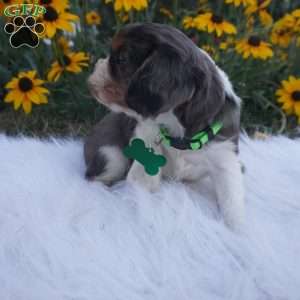 Ash, Cavalier King Charles Spaniel Puppy