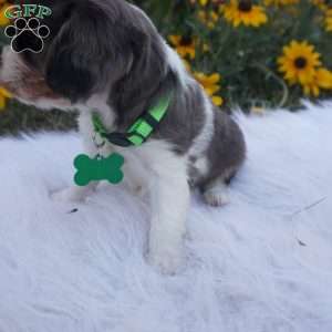 Ash, Cavalier King Charles Spaniel Puppy