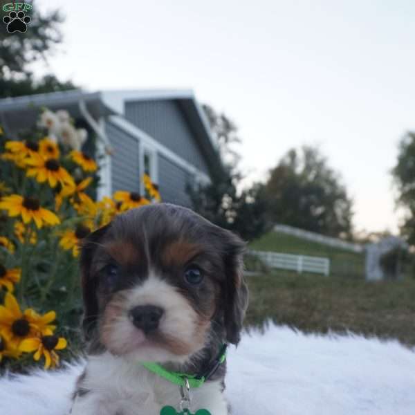 Ash, Cavalier King Charles Spaniel Puppy