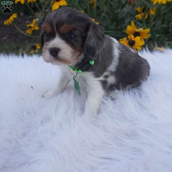 Ash, Cavalier King Charles Spaniel Puppy
