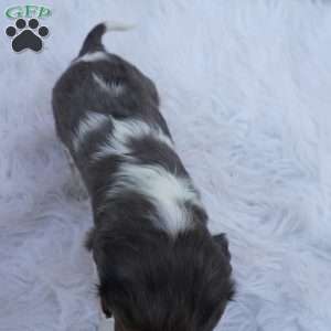 Ash, Cavalier King Charles Spaniel Puppy
