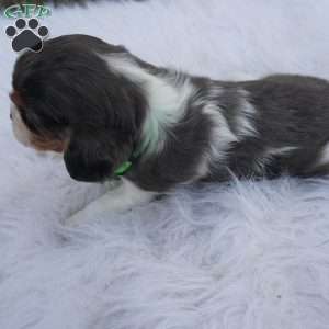 Ash, Cavalier King Charles Spaniel Puppy