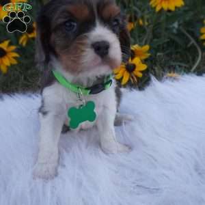 Ash, Cavalier King Charles Spaniel Puppy