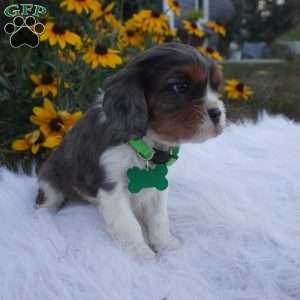 Ash, Cavalier King Charles Spaniel Puppy
