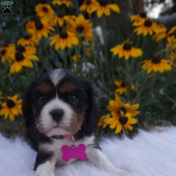 Spice, Cavalier King Charles Spaniel Puppy