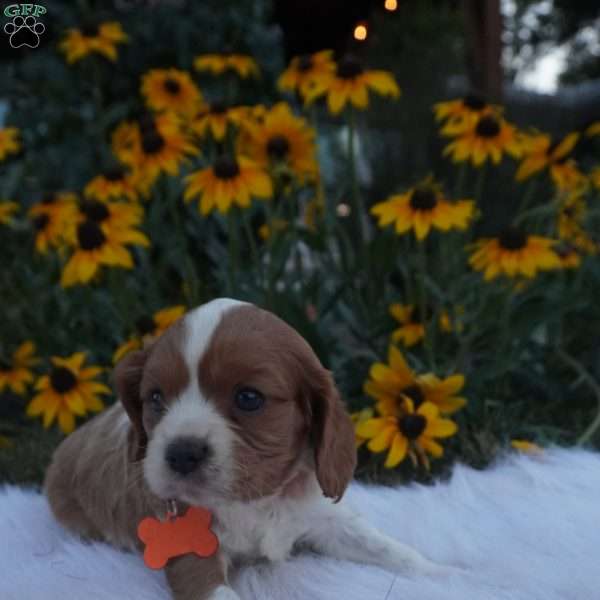 Cider, Cavalier King Charles Spaniel Puppy