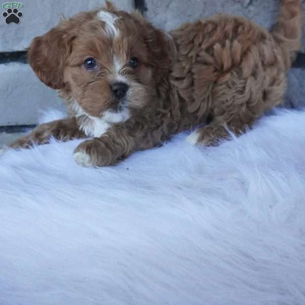 Jazzy, Cavapoo Puppy