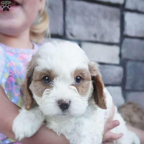 Sally, Cavapoo Puppy