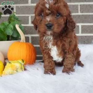 Rory, Cavapoo Puppy