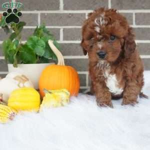 Rory, Cavapoo Puppy