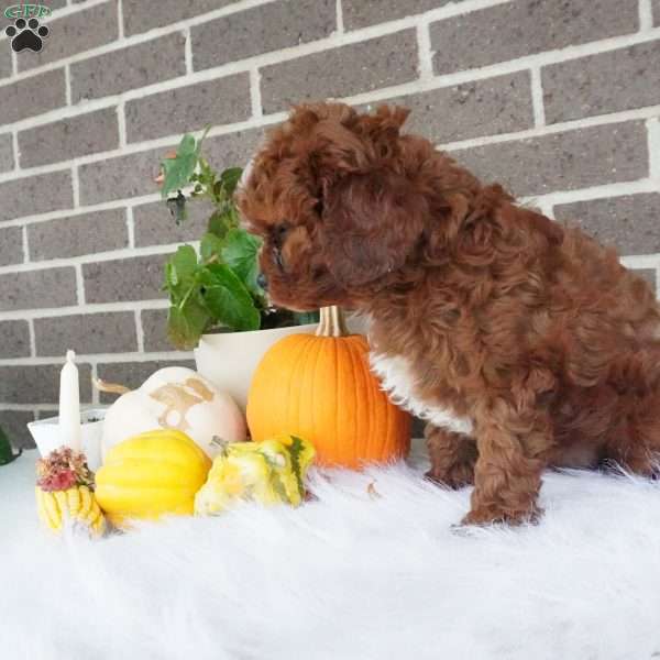 Rory, Cavapoo Puppy