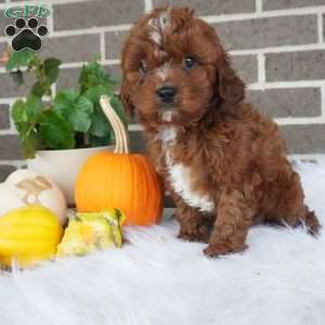 Rory, Cavapoo Puppy