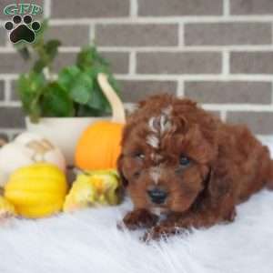 Rory, Cavapoo Puppy