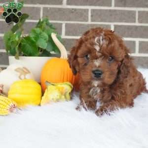 Rory, Cavapoo Puppy