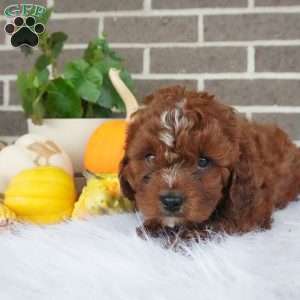 Rory, Cavapoo Puppy
