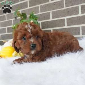 Rory, Cavapoo Puppy