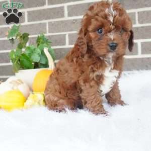 Rory, Cavapoo Puppy