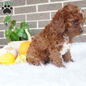 Rory, Cavapoo Puppy