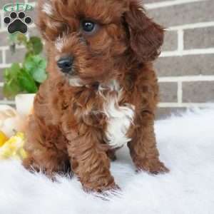 Rory, Cavapoo Puppy