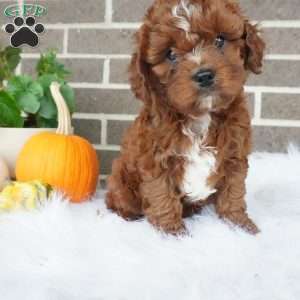 Rory, Cavapoo Puppy