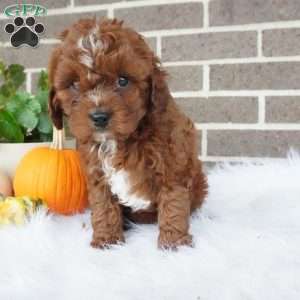 Rory, Cavapoo Puppy