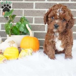 Rory, Cavapoo Puppy
