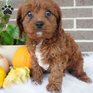 Libby, Cavapoo Puppy