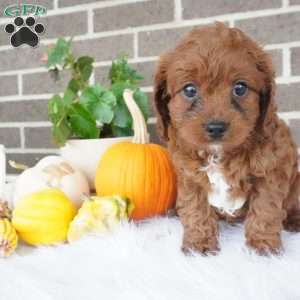 Libby, Cavapoo Puppy