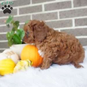 Libby, Cavapoo Puppy