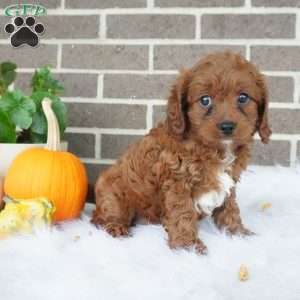 Libby, Cavapoo Puppy