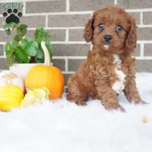 Libby, Cavapoo Puppy