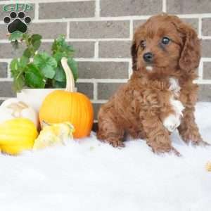 Libby, Cavapoo Puppy