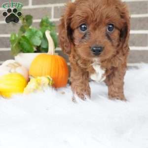 Libby, Cavapoo Puppy