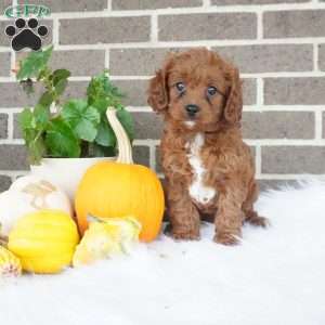 Libby, Cavapoo Puppy