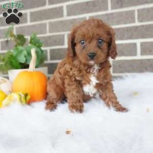 Libby, Cavapoo Puppy