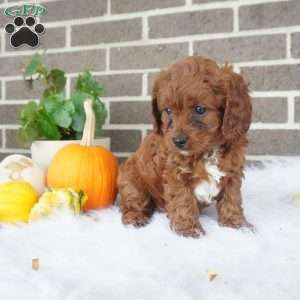 Libby, Cavapoo Puppy
