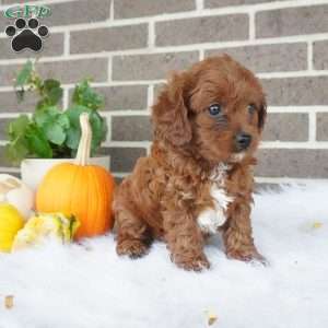 Libby, Cavapoo Puppy