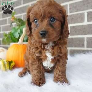 Libby, Cavapoo Puppy