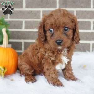 Libby, Cavapoo Puppy
