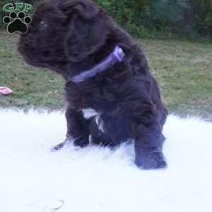 Tessa, Aussiedoodle Puppy