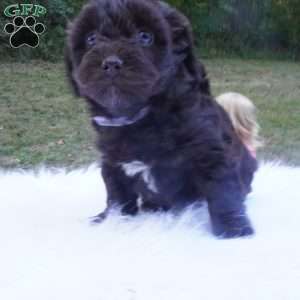 Tessa, Aussiedoodle Puppy
