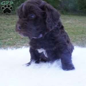 Tessa, Aussiedoodle Puppy