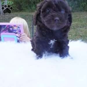 Tessa, Aussiedoodle Puppy