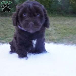 Tessa, Aussiedoodle Puppy