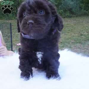 Tessa, Aussiedoodle Puppy