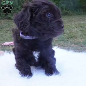 Tessa, Aussiedoodle Puppy