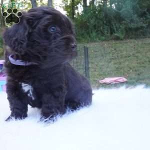 Tessa, Aussiedoodle Puppy