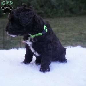 Archie, Aussiedoodle Puppy